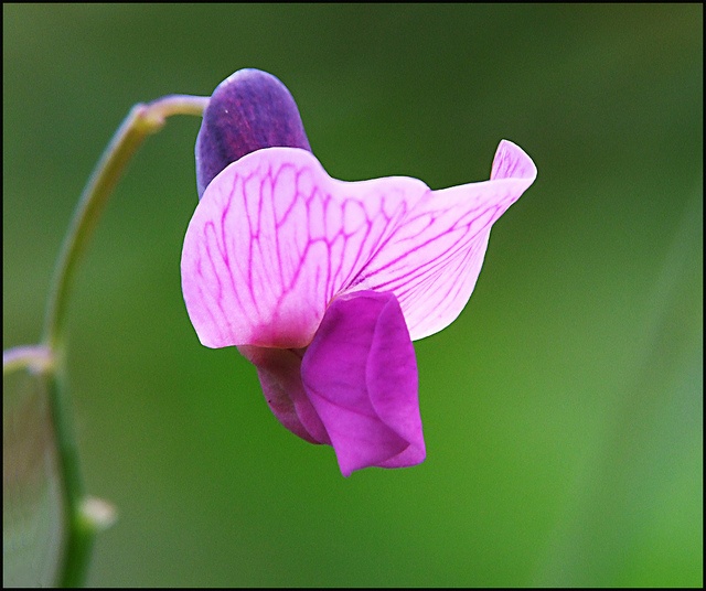Loai cay co kha nang khien con nguoi khong them an ca tuan hinh anh