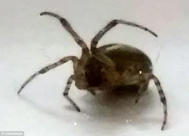 Con nhện đã cắn cô Lisa Taylor vào tối 11/10. Ảnh: Daily Mail