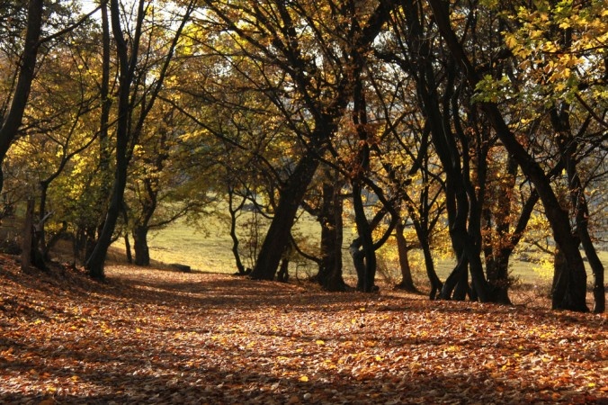Nhung hien tuong la trong khu rung ma am o chau Au hinh anh