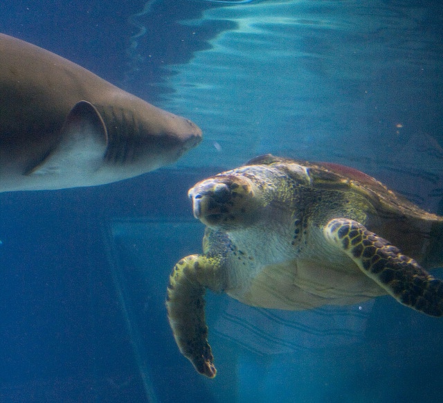 Ca map ho hoang loan vi don tan cong lien tiep cua rua bien hinh anh