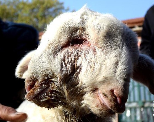 De hai dau ra doi tai Trung Quoc hinh anh
