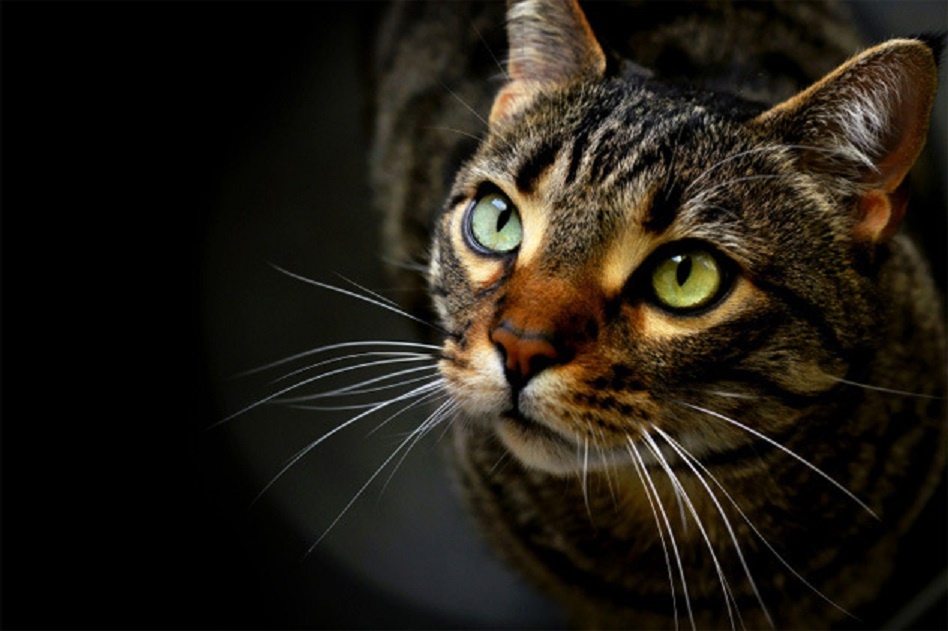 Ninja nhìn vào mắt mèo để đoán thời gian. Ảnh minh họa: Blogspot.com