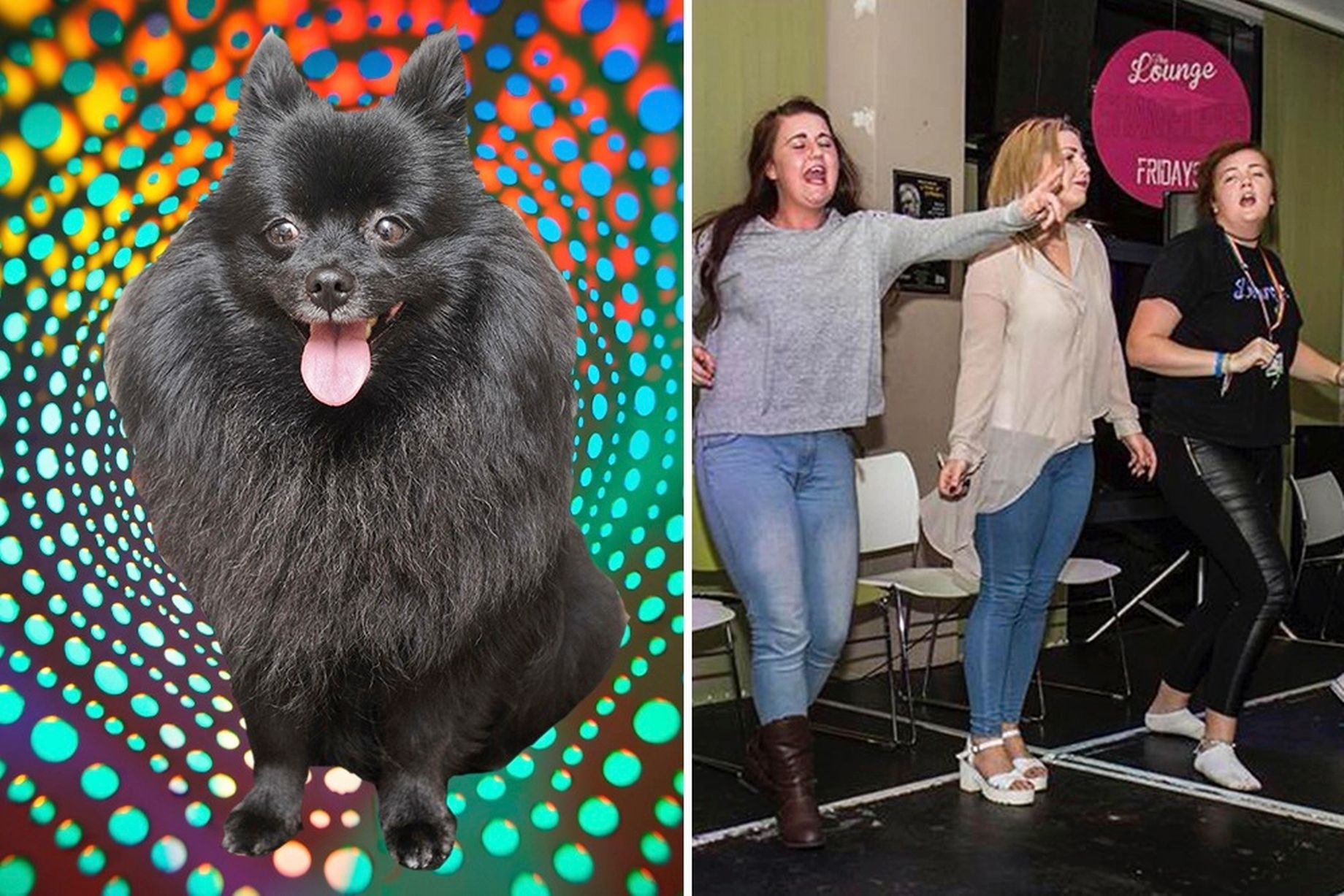 Princess, 4 tuổi, thuộc giống chó Đức Spitz, là con chó duy nhất có khả năng thôi miên ở Anh. 