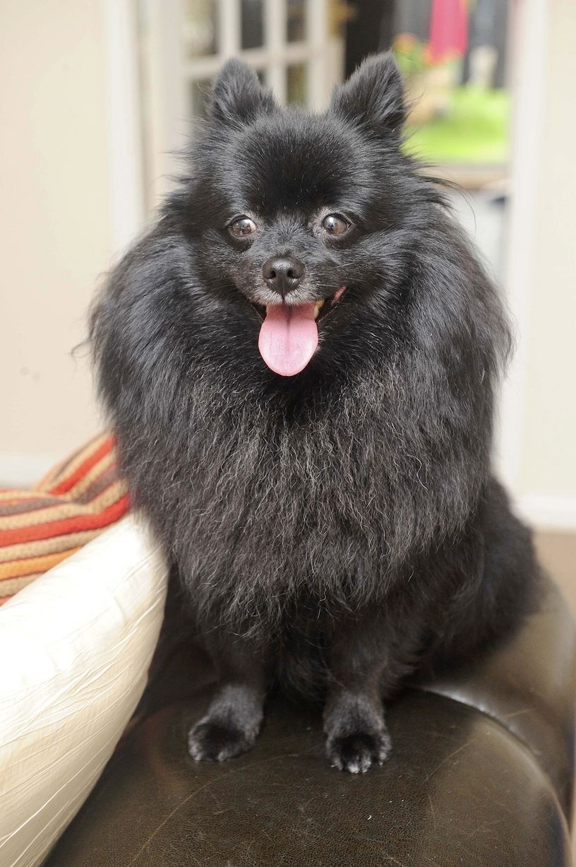 Con cho co kha nang thoi mien hinh anh