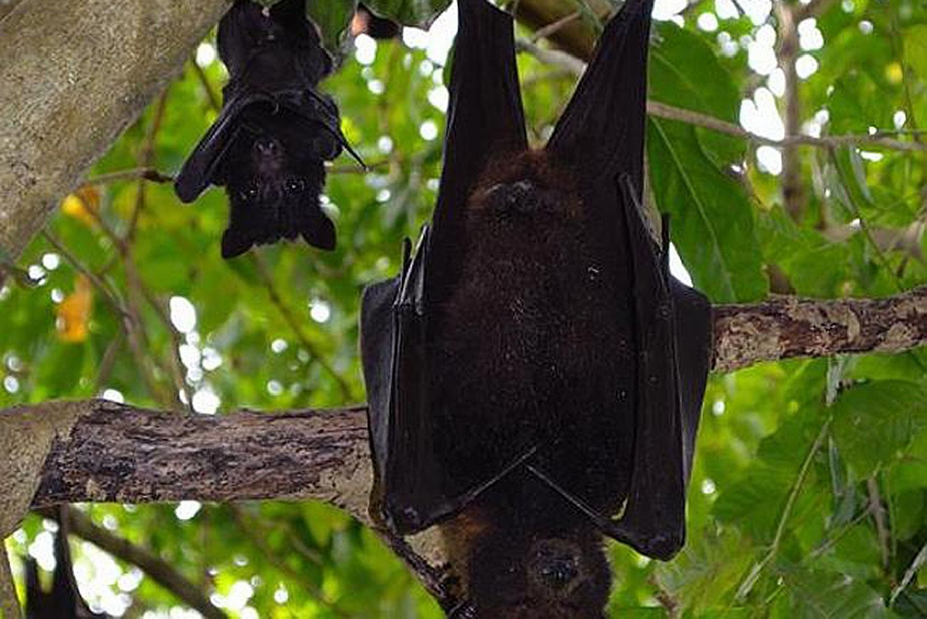 Hôm 17/11, khi nhiệt độ tại New South Wales, Australia tăng tới 44 độ C bởi một đợt nắng nóng, hơn 5.000 con dơi đã chết trong một khu rừng gần thành phố Casino.