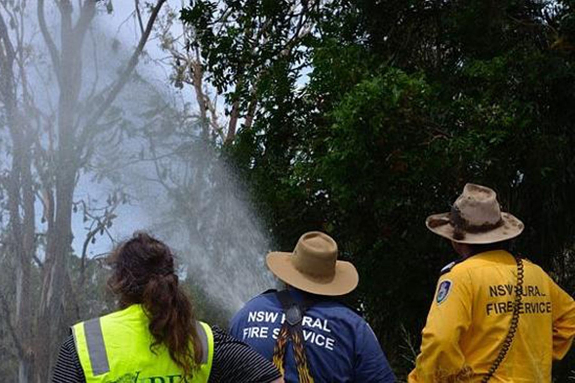 Phần lớn dơi sống sót là con non. Không ai biết tại sao chúng không chết vì nóng.