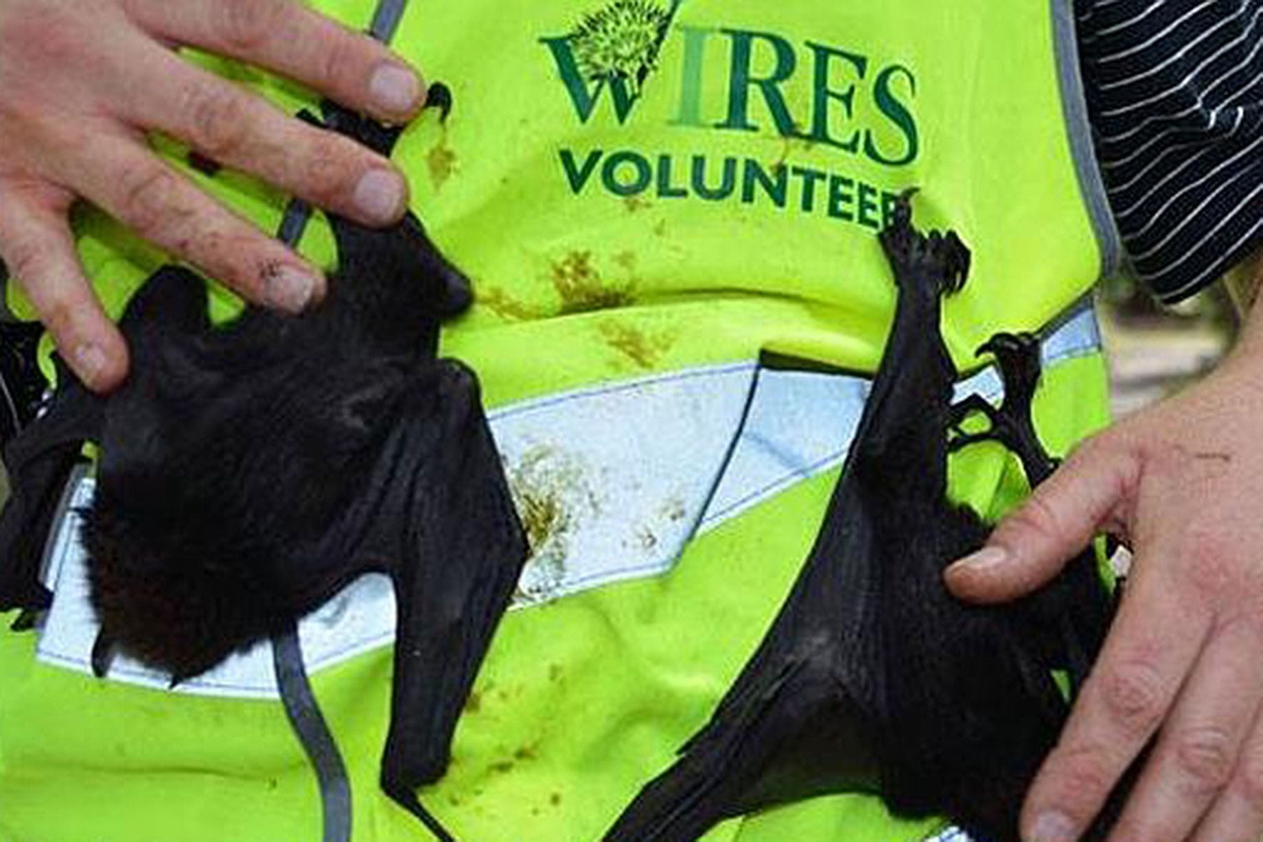 Người dân cứu được khoảng 450 con dơi