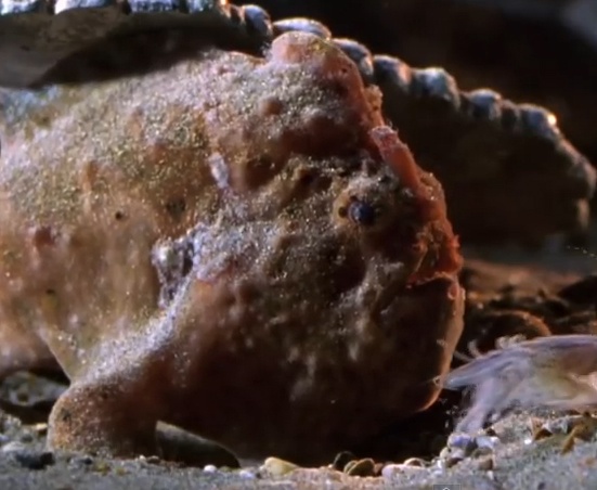 Can cau quai di cua loai ca xau xi hinh anh