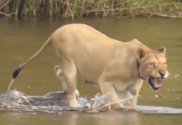 Su tu cai phat dien vi ca sau an thit con hinh anh