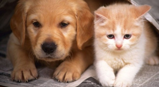 Khi cho va meo xin thuc an hinh anh