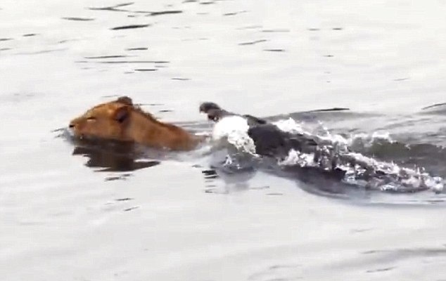 'Sat thu dam lay' dim su tu duoi song hinh anh