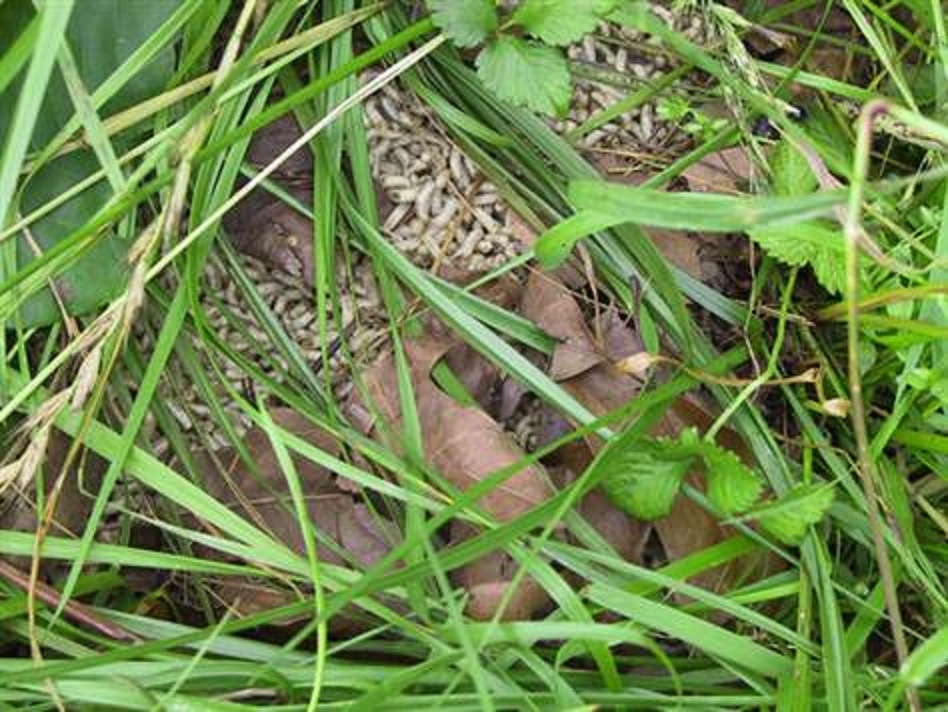 Nhung ke sat nhan sa luoi boi con trung (ky 2) hinh anh