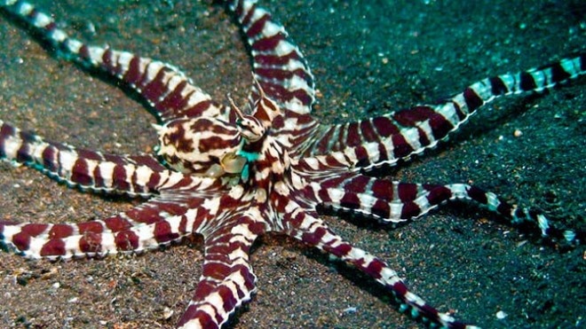 Kha nang bien hoa tai tinh cua bach tuoc hinh anh