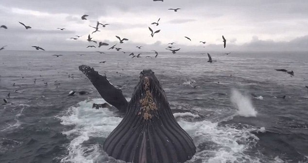 'Dai tiec' thinh soan cua ca voi lung gu khong lo hinh anh