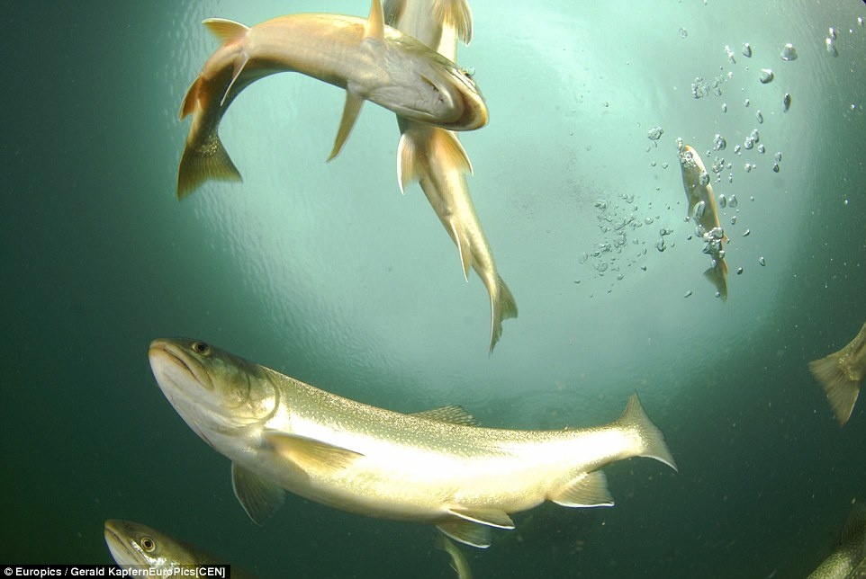 Stephan Weigl, người phụ trách cuộc triển lãm, cho biết: “Nhiều người rất ngạc nhiên khi biết đây là những bức ảnh được chụp tại Áo chứ không phải ở một thắng cảnh kỳ diệu như Maldives. Nhưng chúng tôi thực sự có một phong cảnh thủy sinh đẹp mà đôi khi người dân bỏ qua nó giữa số lượng lớn các kỳ quan thiên nhiên ở các nước khác”.