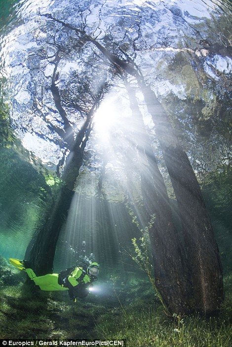 Cả rừng cây ngập hoàn toàn dưới nước với độ sâu hơn 12 mét.