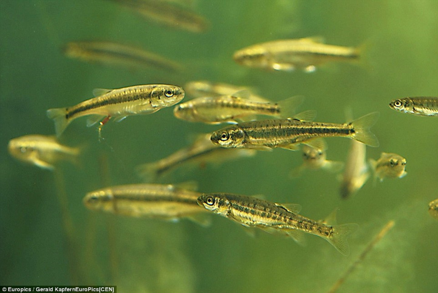 Loài cá Minnow trong hồ Almsee bơi lội trong rừng cây cối.