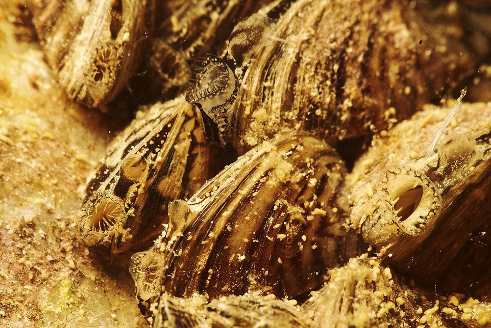 Loài trai Zebra tận dụng điều kiện cảnh quan khi tuyết tan làm mực nước sông dâng cao để phát triển mạnh mẽ.