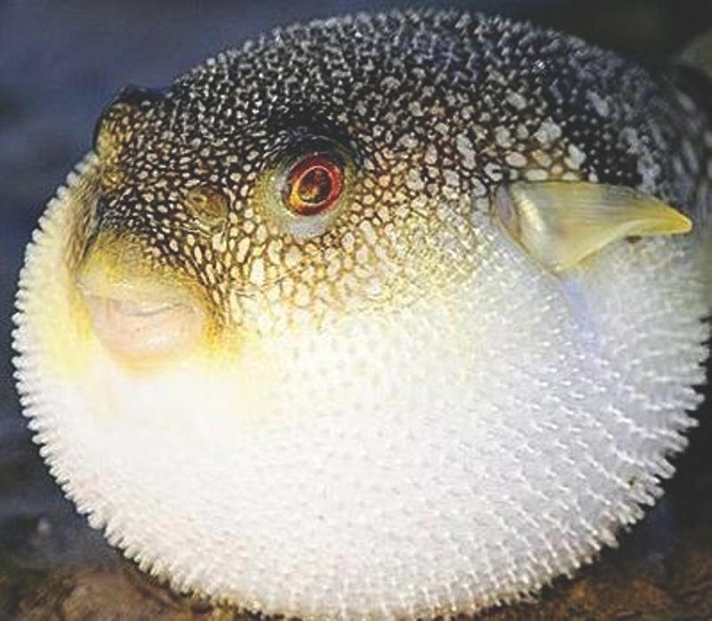 Co the ca noc phong nhu bong de thoat khoi ham luon bien hinh anh