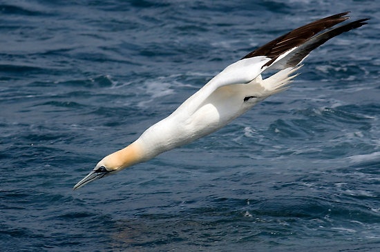 Cu lao nhanh nhu hoa tien cua chim dien hinh anh