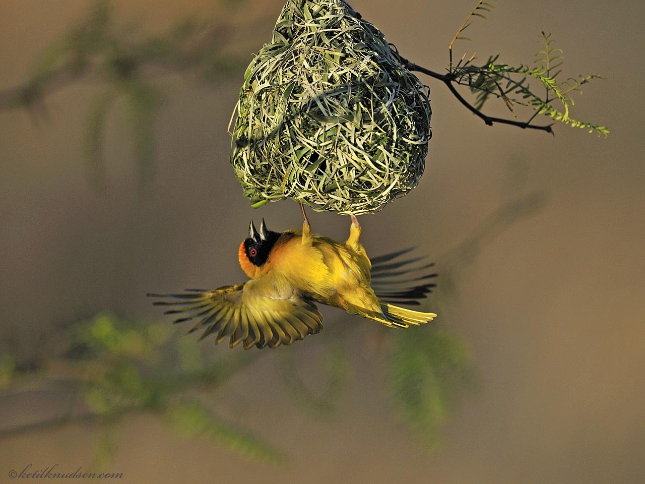 Chim sau tan cong khien ran buong canh, roi xuong nuoc hinh anh
