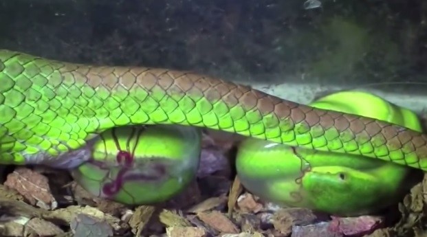 Canh tuong ran luc duoi do sinh con hinh anh