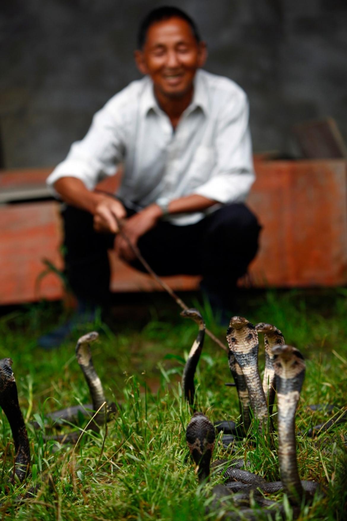 Một người đàn ông ngồi gần những con rắn hổ mang trong trang trại của ông. 