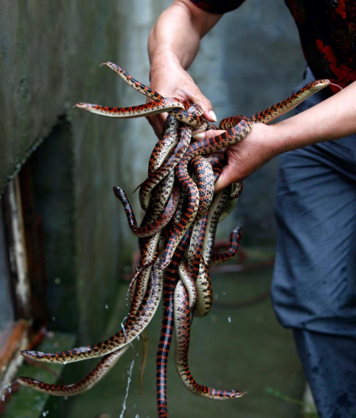 Cuoc song o lang ran noi tieng nhat Trung Quoc hinh anh