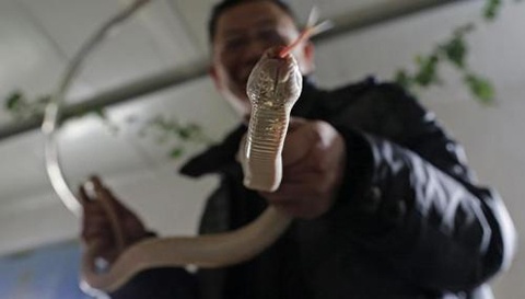 Du khách có thể đùa nghịch với rắn trong Bảo tàng