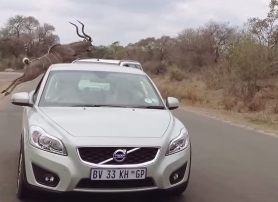 Linh duong bay qua o to de thoat khoi su tu hinh anh