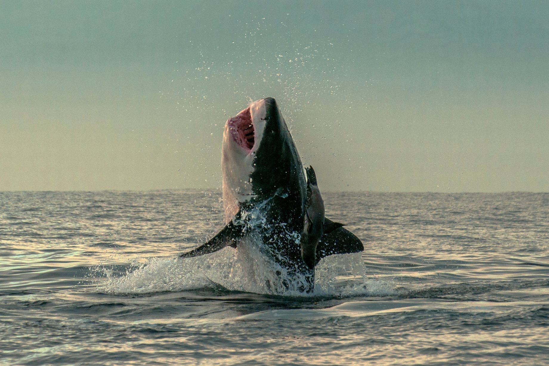 Canh tuong hai cau thoat khoi ham ca map hinh anh