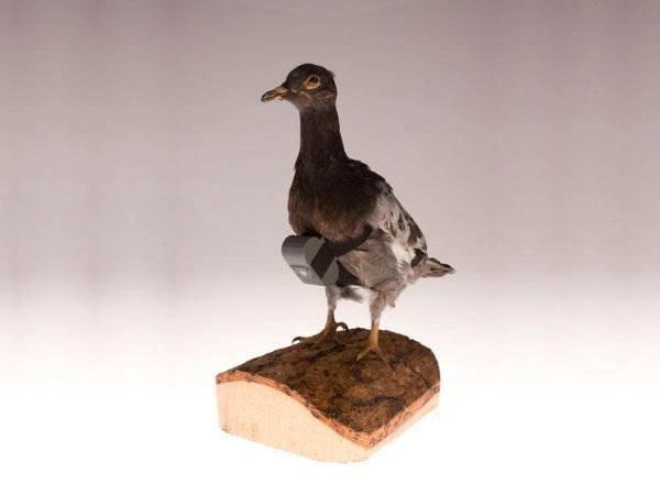 6 y tuong ky cuc cua tinh bao My hinh anh