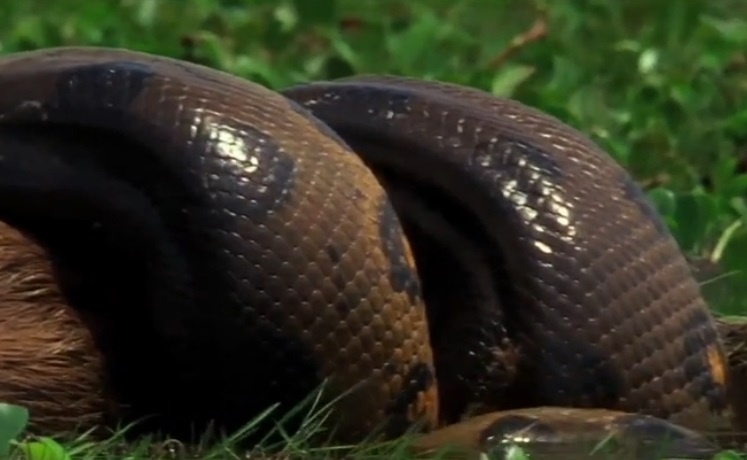 Canh tran khong lo bat va nuot chuot lang nuoc hinh anh