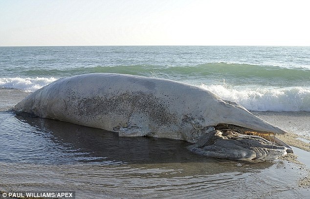 Xac ca voi khong lo dat vao bo bien Anh hinh anh