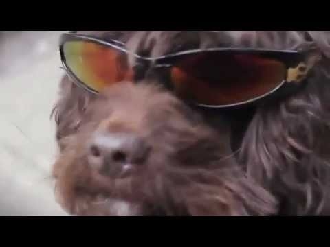 Dan cho nhay Gangnam Style hinh anh