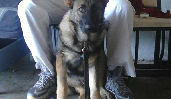 Cho chet vi chan dan cho chu hinh anh