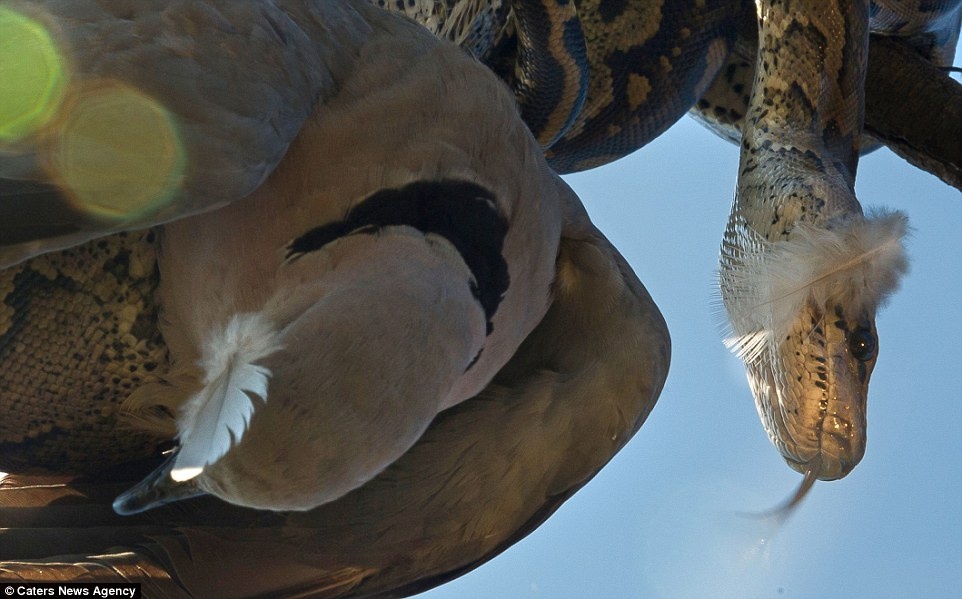 Tran bat bo cau tren canh cay hinh anh