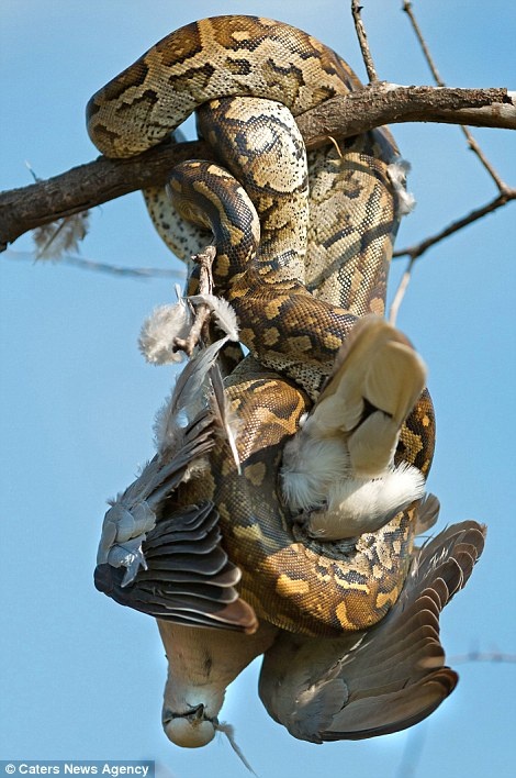 Sau khi chờ thời cơ trong vài giây, con trăn tung đòn