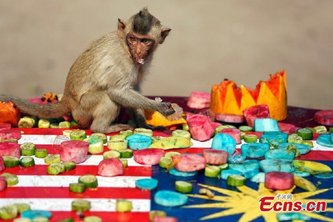 Đây là lễ hội thường niên diễn ra vào ngày Chủ nhật cuối cùng của tháng 11 nhằm thu hút khách du lịch.