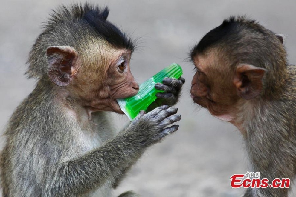 Thạch hoa quả là một trong những món không thể thiếu trong đại tiệc.