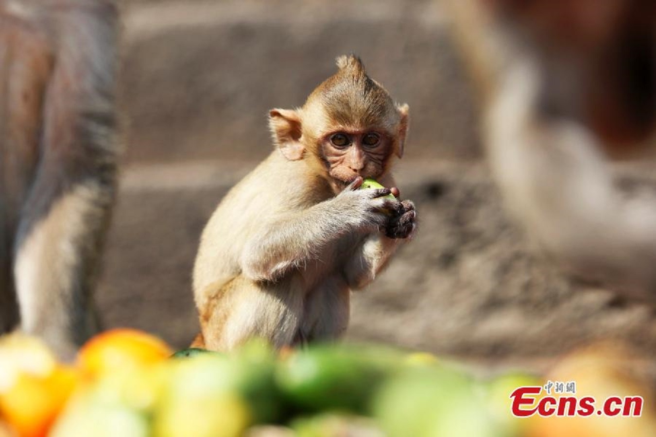 Tại lễ hội, hàng trăm con khỉ tự do chạy nhảy, những con khỉ nhỏ cũng trở nên mạnh dạn hơn.