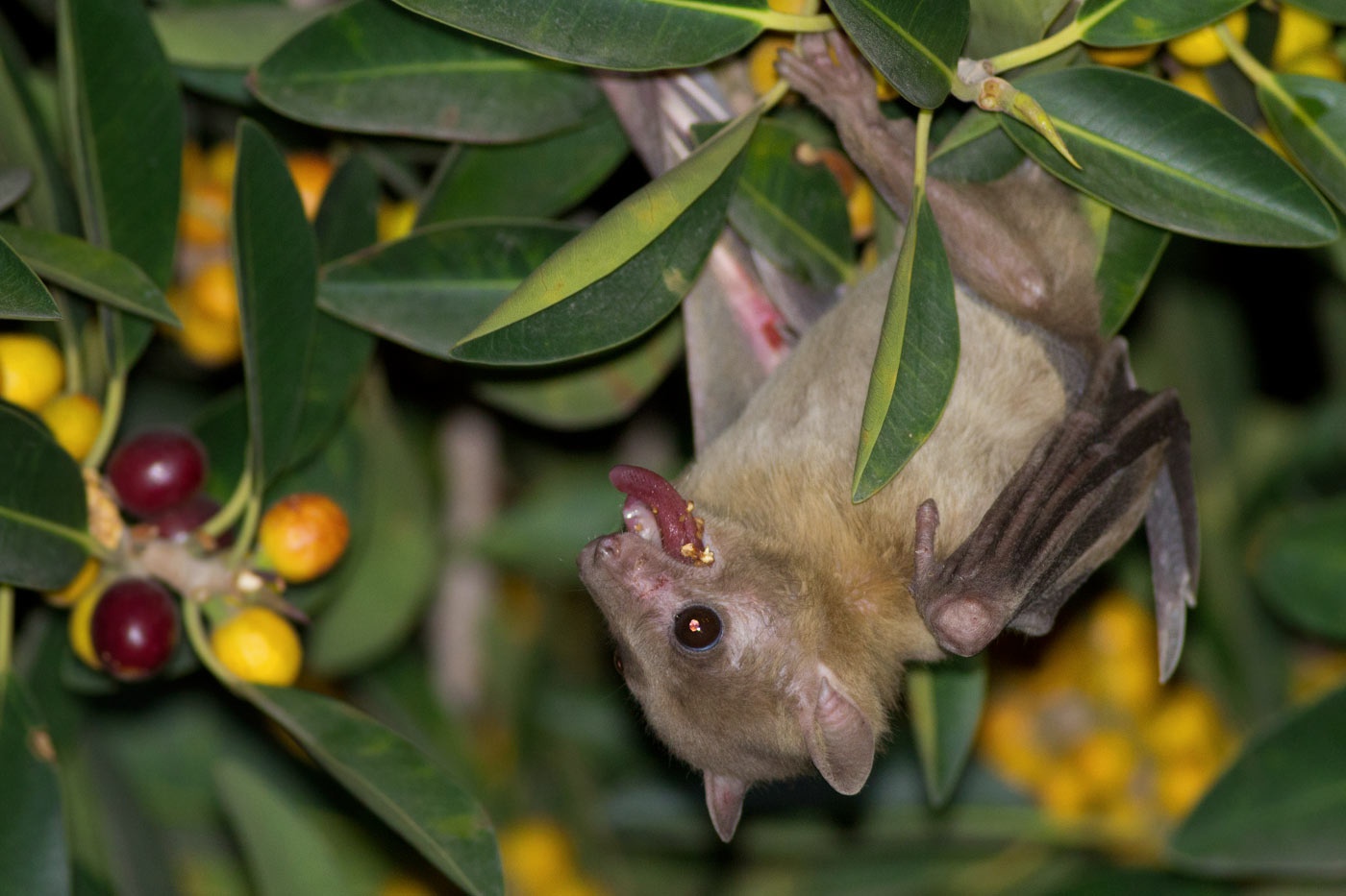 6 loai doi co the gay hoa cho nguoi hinh anh