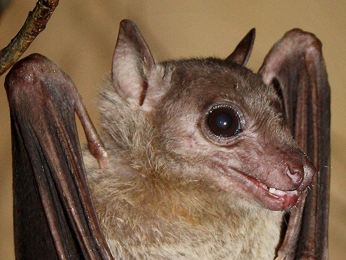 Một con dơi trái cây Ai Cập. Ảnh: Flickr