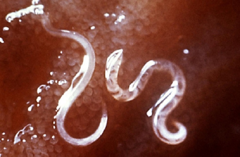 Nhung nha khoa hoc tu bien ban than thanh vat thi nghiem hinh anh