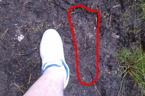 Sinh vat bi hiem an hien trong rung o Anh hinh anh