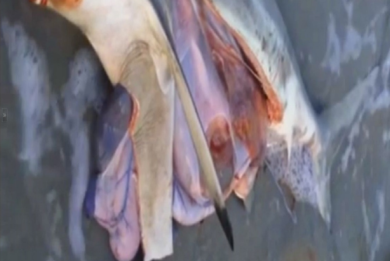 Canh mo bung ca map chet de cuu 3 ca map con hinh anh