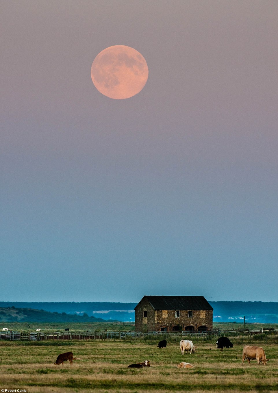 Đàn gia súc gặm cỏ khi Siêu Mặt trăng xuất hiện trên bầu trời ở vùng đầm lầy phía bắc hạt Kent, Anh.