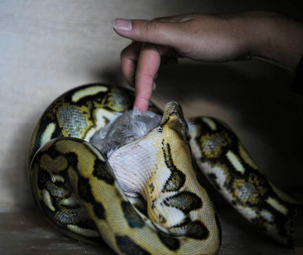 Do chăm sóc những con trăn hàng ngày, Bai có thể cho tay vào miệng những con vật trong quá trình nhét thực phẩm vào mồm chúng.