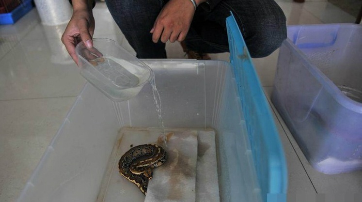 Bai chăm sóc một con trăn nhỏ trong hộp nhựa. 