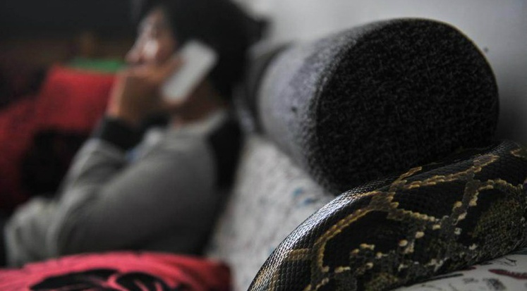 Những con trăn có thể bò lên ghế sofa, giường và mọi chỗ khác trong nhà của Bai. 